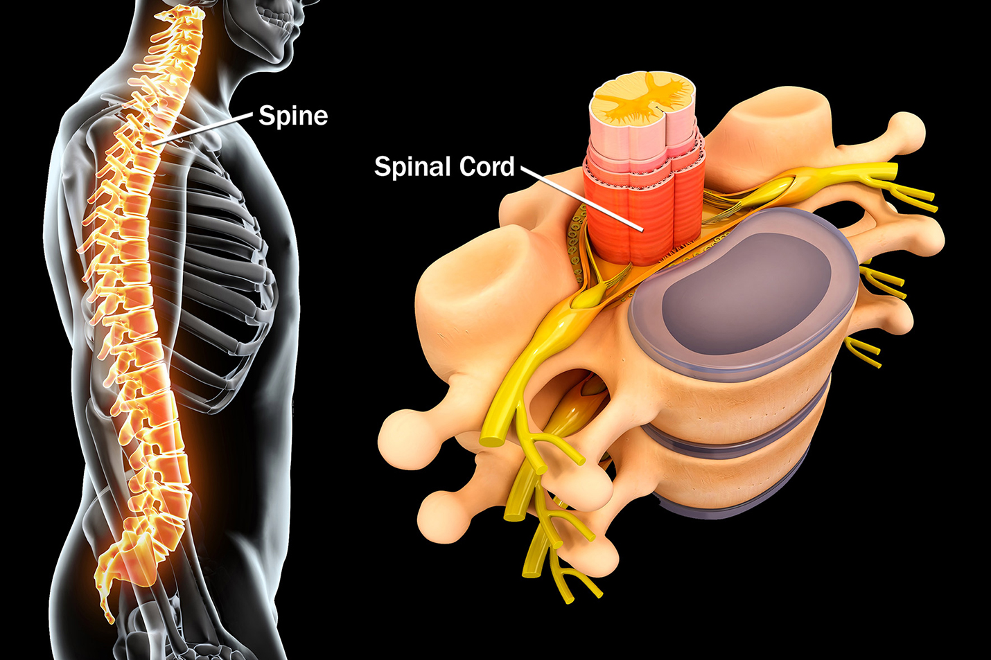 Pilates & Spine Pathologies Workshop